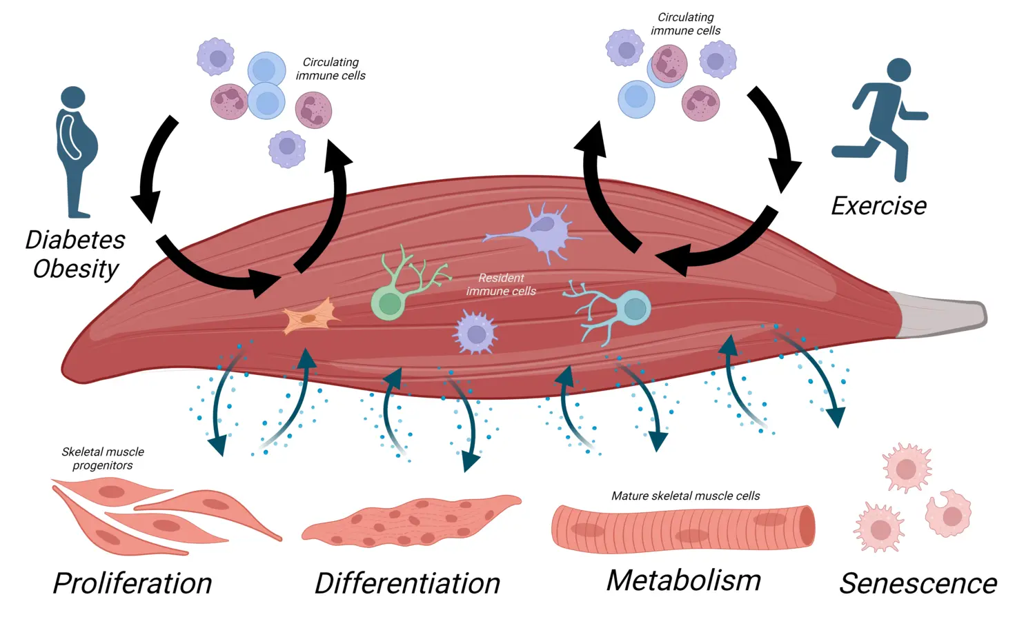 Inflammation och Metabolism