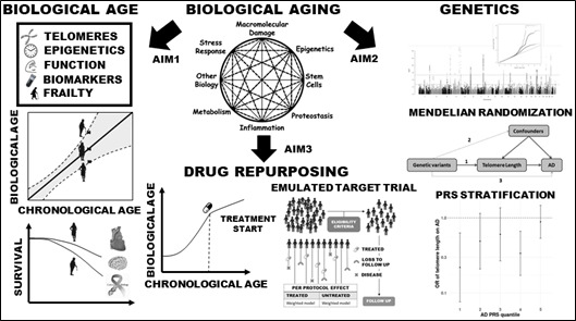 Figure. Overview of the research program “A geroscientific approach to study human biological aging” and the three different aims.