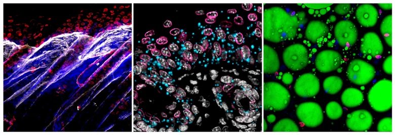 Färgglada mikroskopbilder av celler