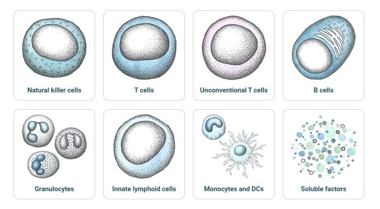 Illustratations of different immune cells.