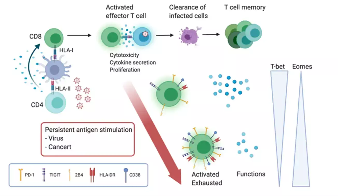 Genre image showing The importance of T cells in the battle against viral infection and cancer.
