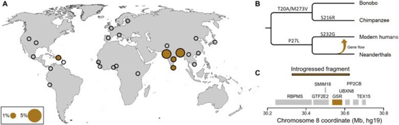 Geographic map of prevalence of Neanderthal or modern human glutathione reductase