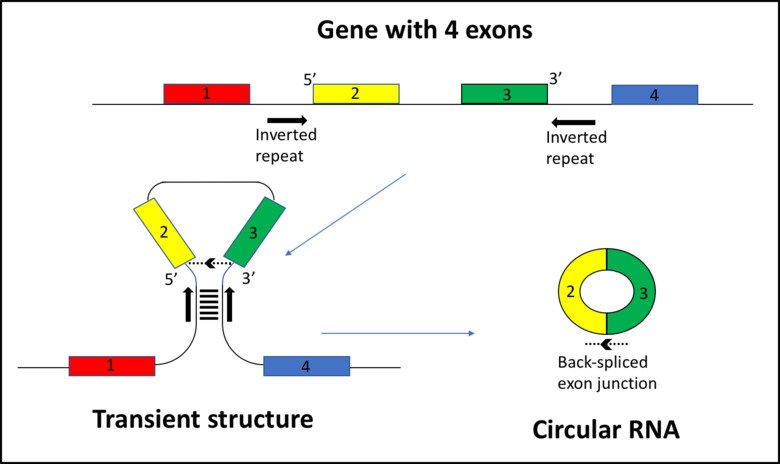 illustration of genes and RNA