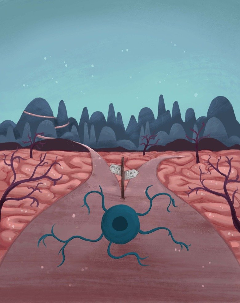 Illustration av oligodendroglia vid ett vägskäl i multipel skleros.