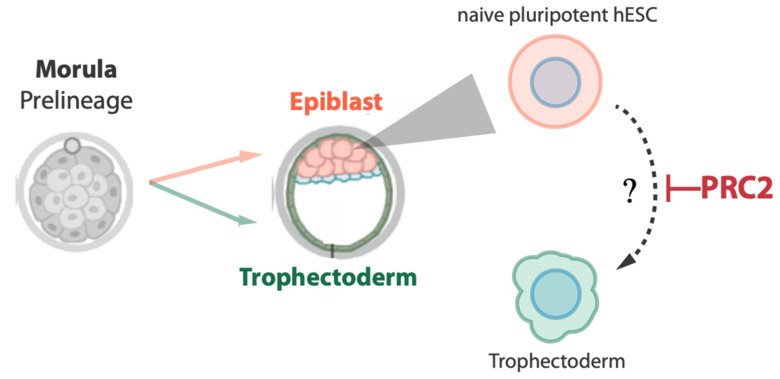Image shows how naive pluripotent stem cells provide an insightful model system for early cell fate decisions in the human embryo