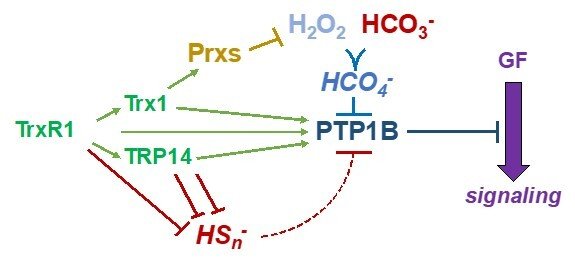 PTP1B regulation through the thioredoxin system.