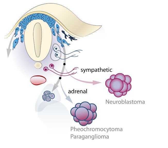 Figures illustrating Returning neural crest-derived tumors back onto developmental path.