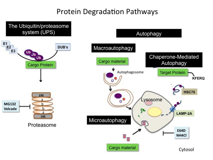 Protein Degradation Pathways