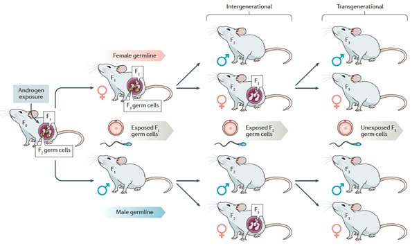 Illustration from Stener-Victorin and Deng. Nature Review Endocrinology, 2021.