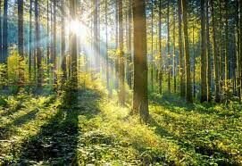 Bild på en skog där ljuset silar ner genom trädtopparna.