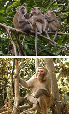 Two different types of macaque.