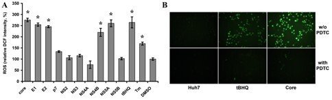 Illustration Effekt av övergående uttryck av HCV-proteiner på ackumulering av reaktiva syrearter (ROS).