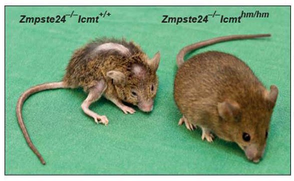 Image of mice and diagram