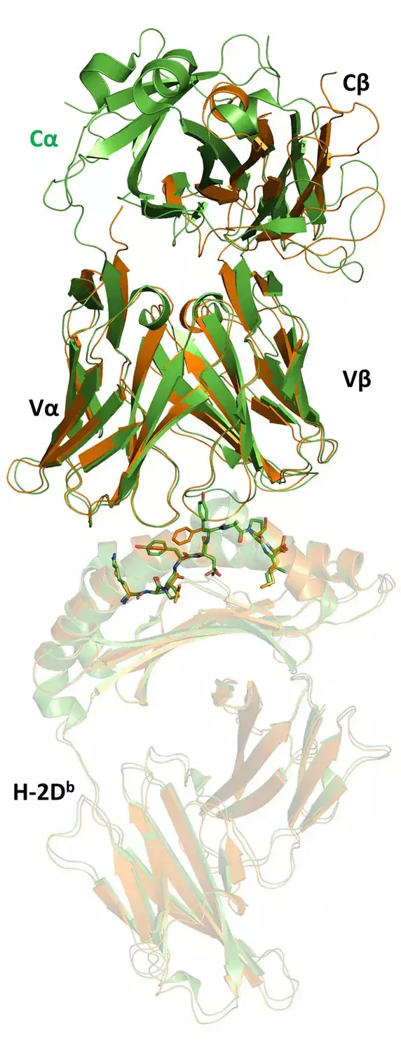 Structural bases underlying TCR recognition of an MHC class I molecule in complex with a peptide. Overall view of the same TCR binding to the same class I molecule presenting two different epitopes.
