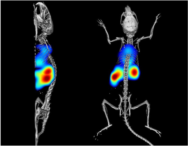 Imaging of rodents.