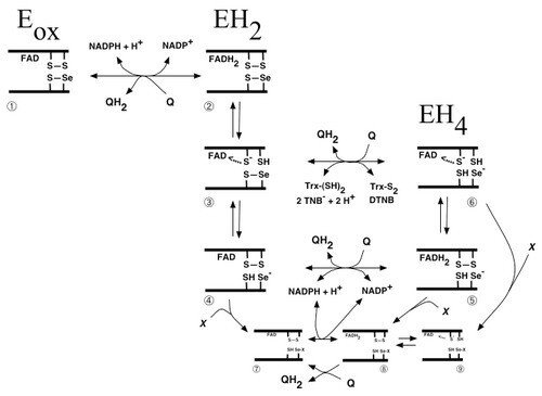 Scheme of quinone metabolism by mammalian TrxR.