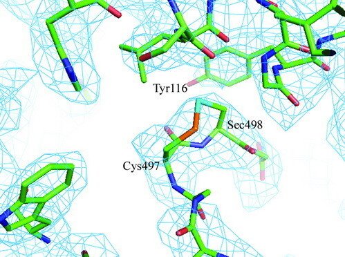 Crystal structure of selenoprotein TrxR1.