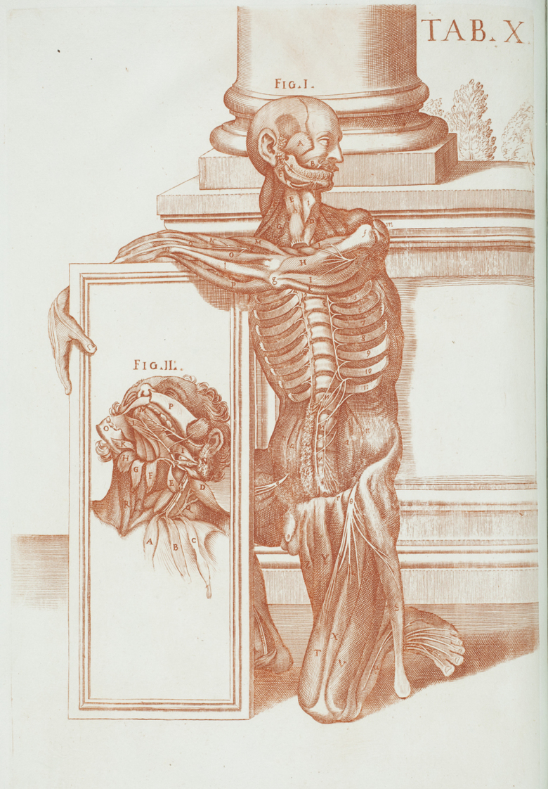 Anatomisk illustration från 1600-talet, sepiafärgat kopparstick.