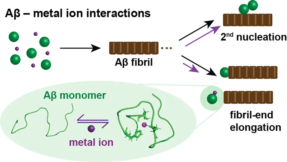 Figure adapted from Abelein, Acc Chem Res 56, 2653-2663 (2023).