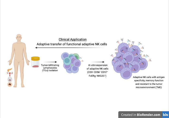 Graphical illustration of: Clinical Application. Adoptive transfer of functional adaptive NK cells.
