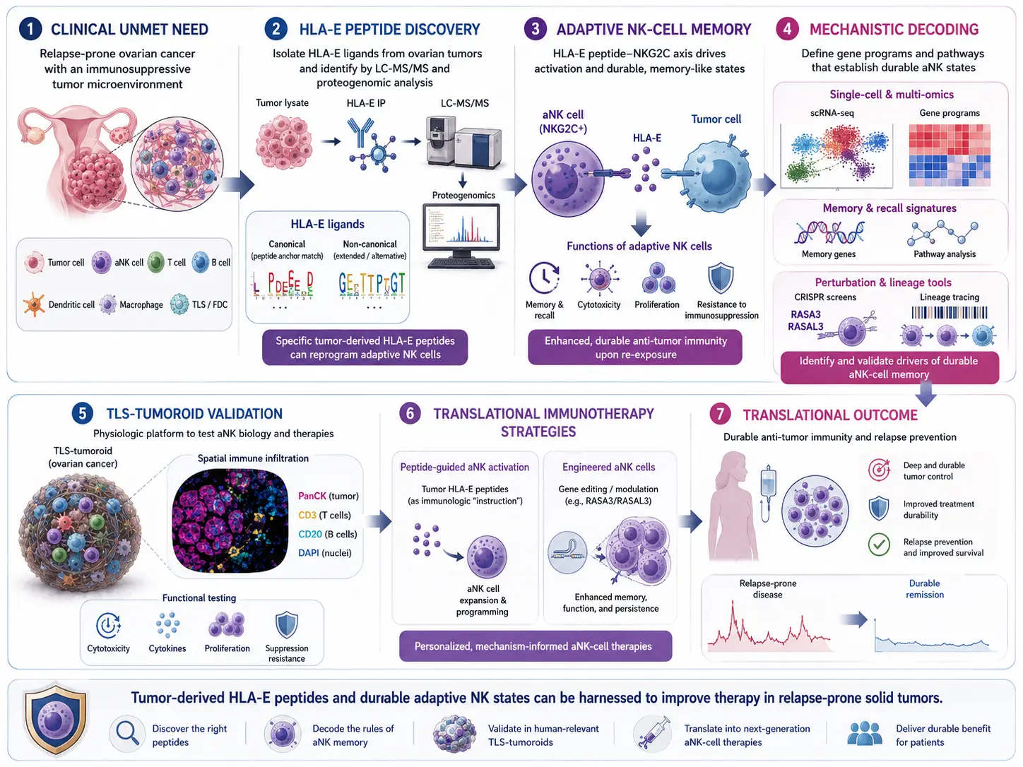 Adaptive NK-cell memory for solid tumor immunotherapy