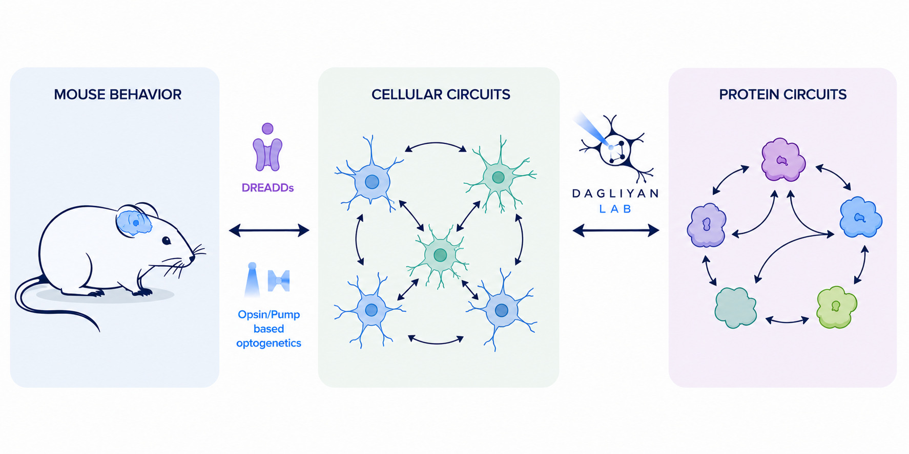 Bridging time and length scales of proteins circuits, neuronal circuits, and behavior.