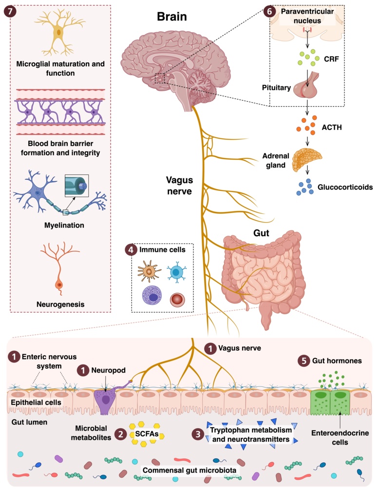 Illustration of Biological signaling pathways and molecules involved in the microbiota-gut-brain axis