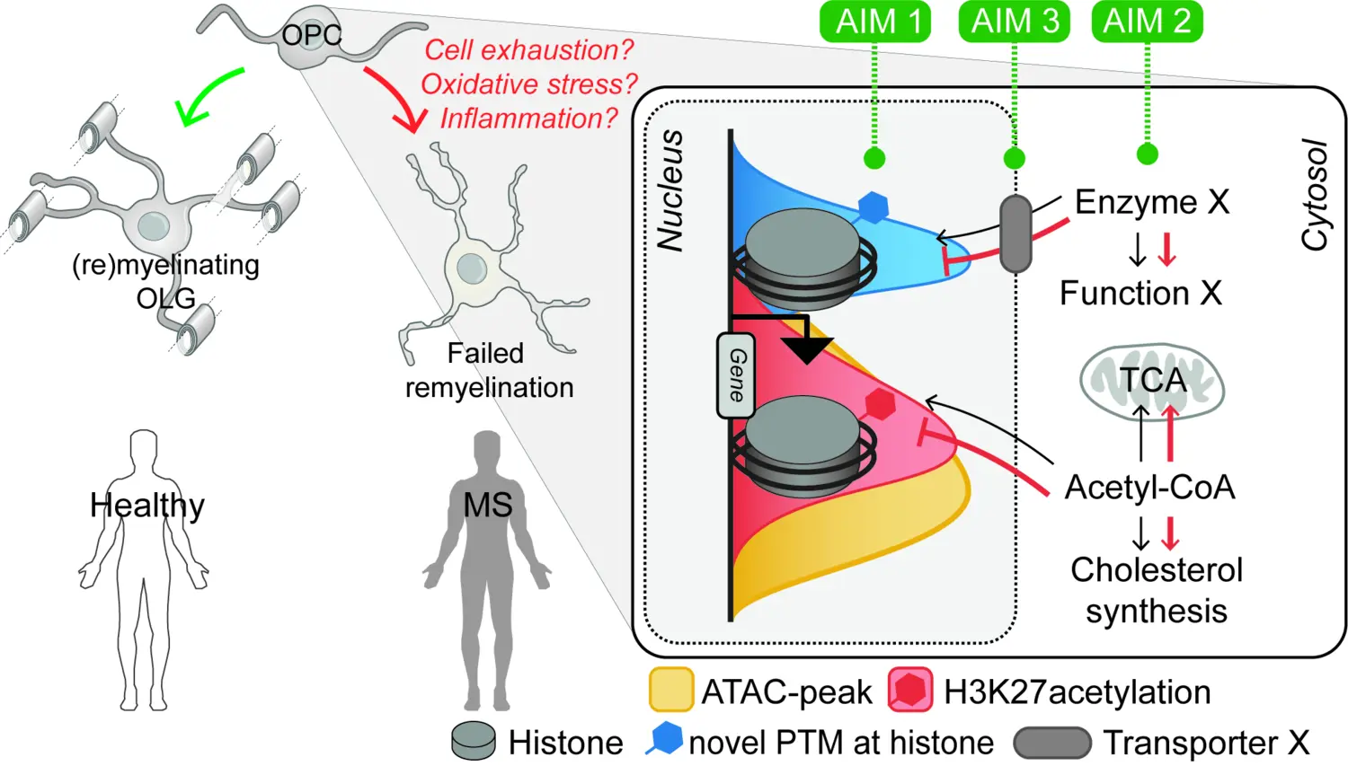 Scientific genre image of a failed remyelination (red arrows) is associated with progression of MS disease.