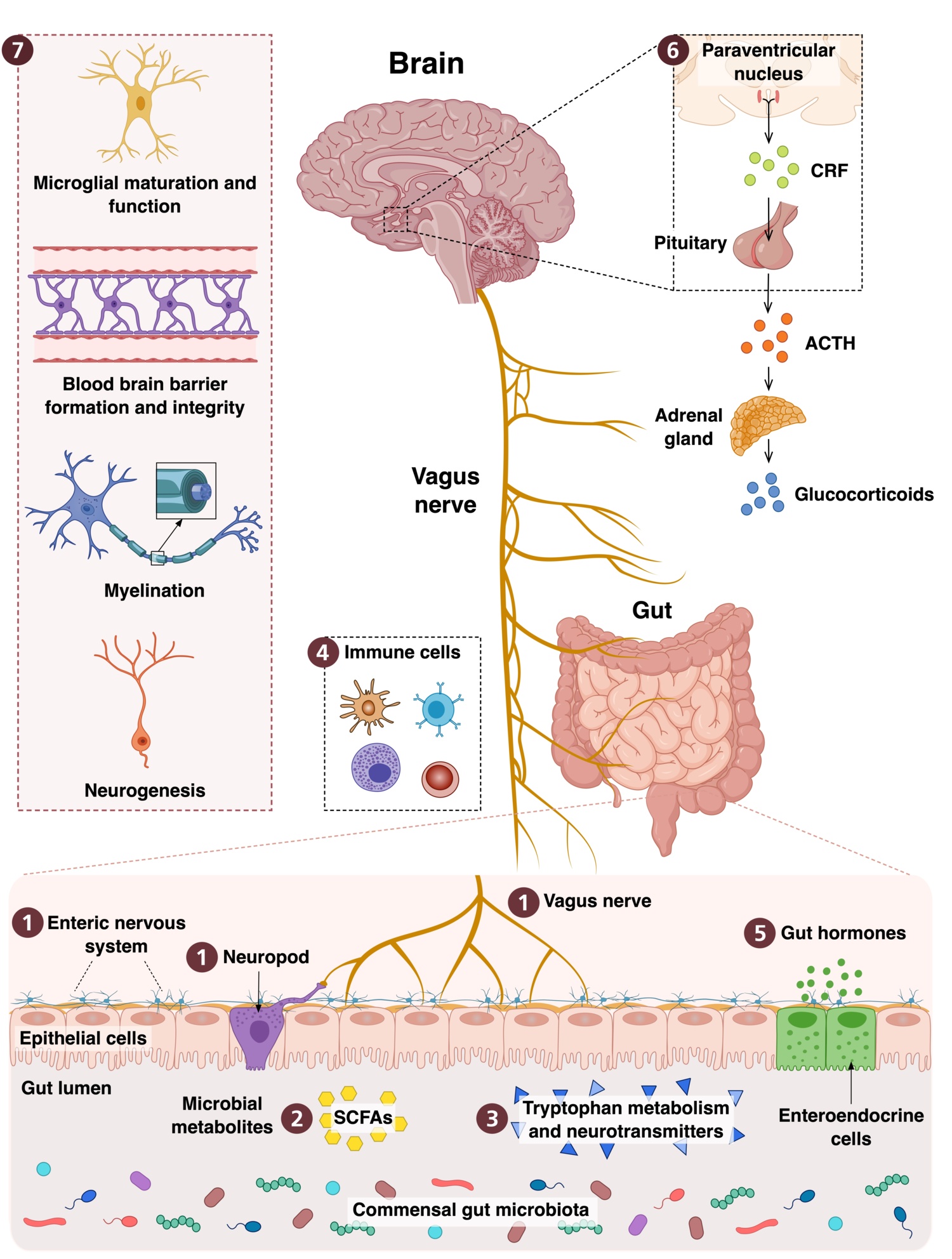 Illustration av Biological signaling pathways and molecules involved in the microbiota-gut-brain axis