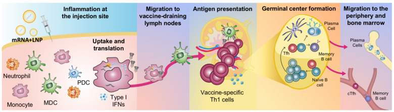 Illustration of generation of adaptive immune responses upon mRNA vaccination.