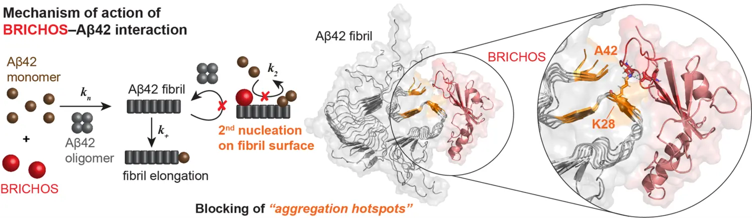 Figure adapted from Kumar et al. Nat Commun 15, 965 (2024).