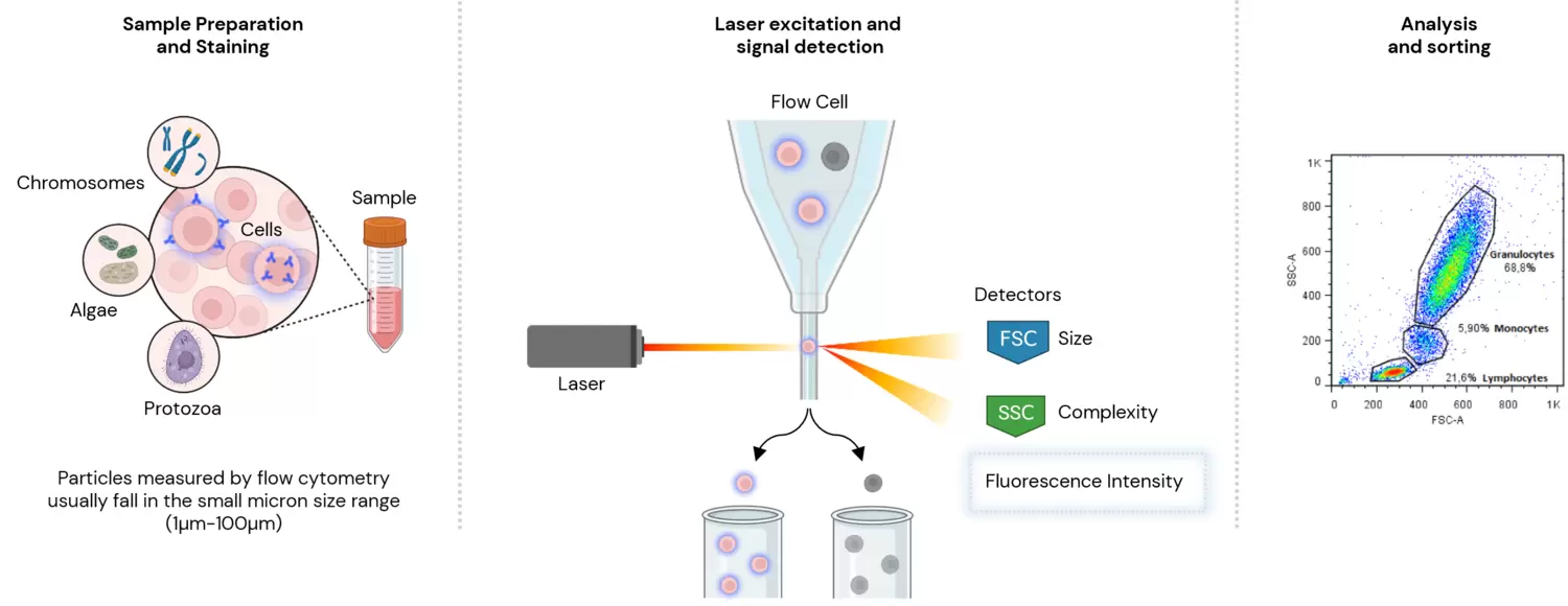 Basic Workflow Flow Cytometry.