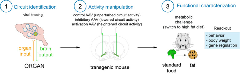 Schematic illustration of the Furlan Lab's research direction.