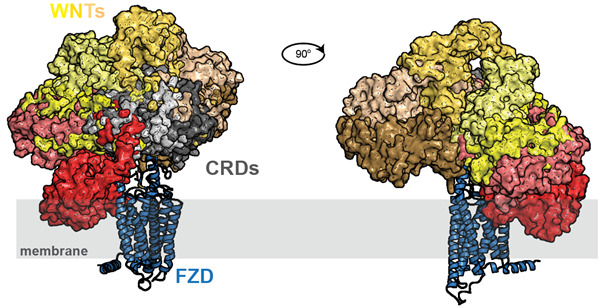 Two illustrations of membran