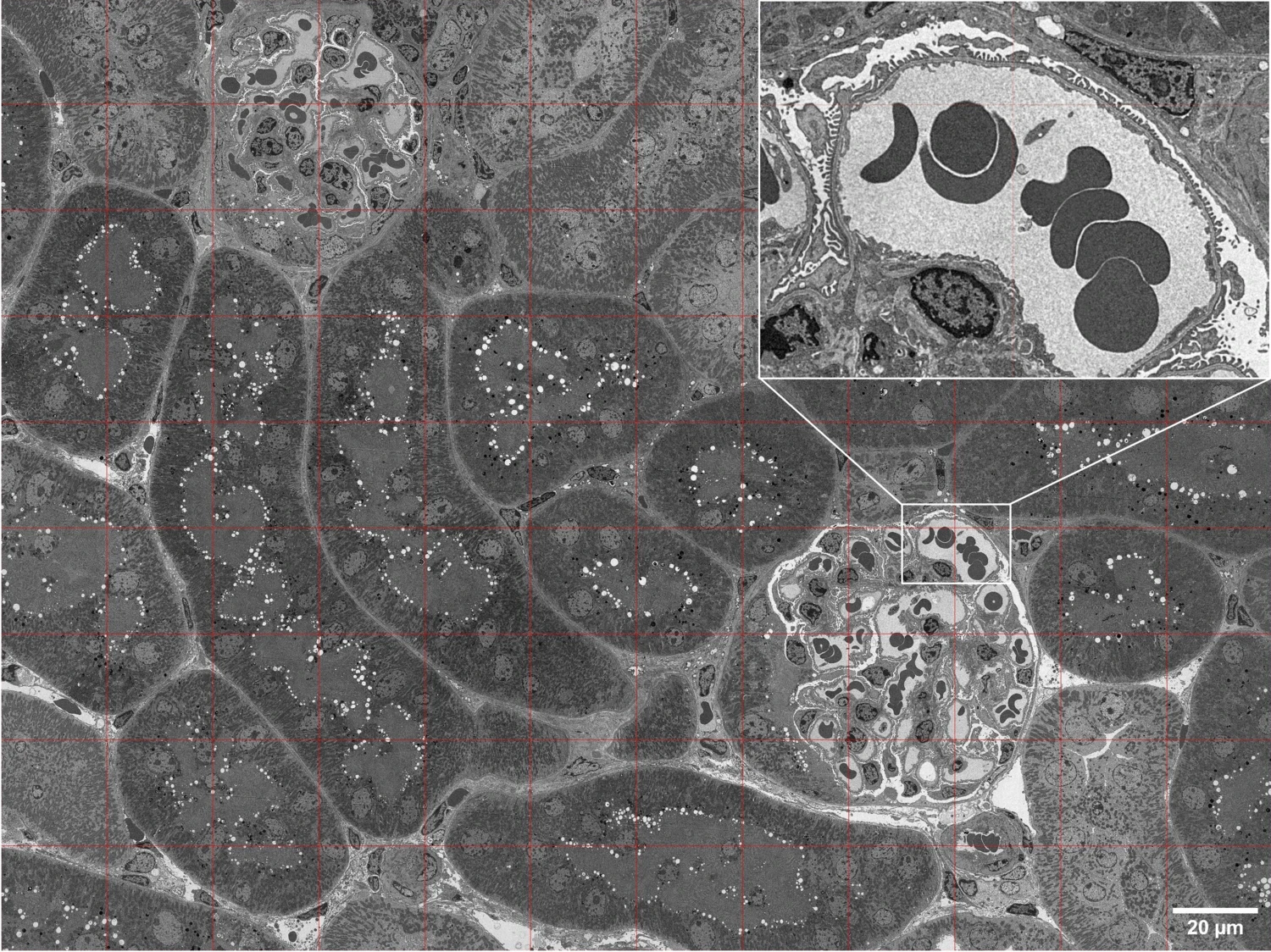 Panorama image of sectioned kidney biopsy.
