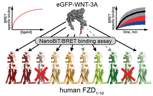 An illustration from the text Kozielewicz et al. 2021; Wesslowski & Kozielewicz et al. 2020).