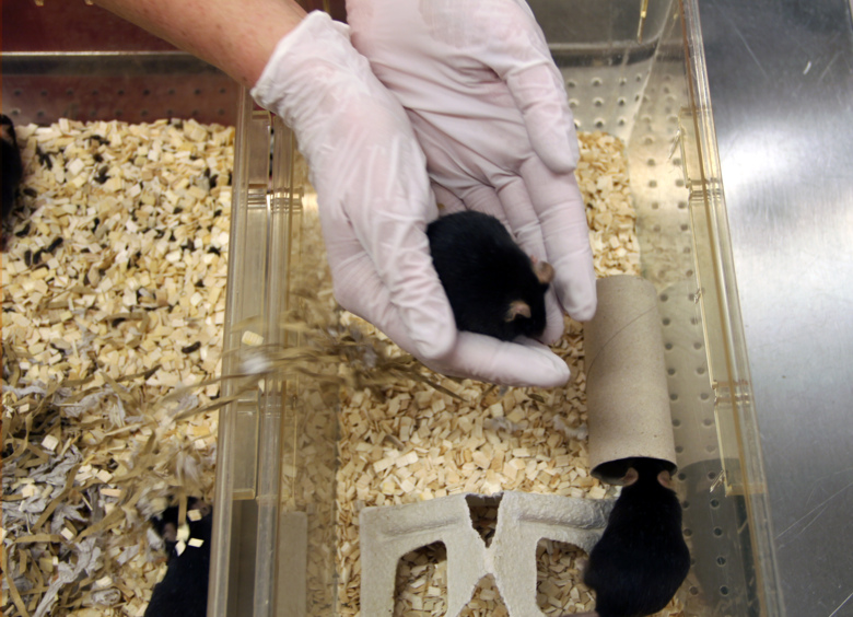 Education in laboratory animal science Karolinska Institutet