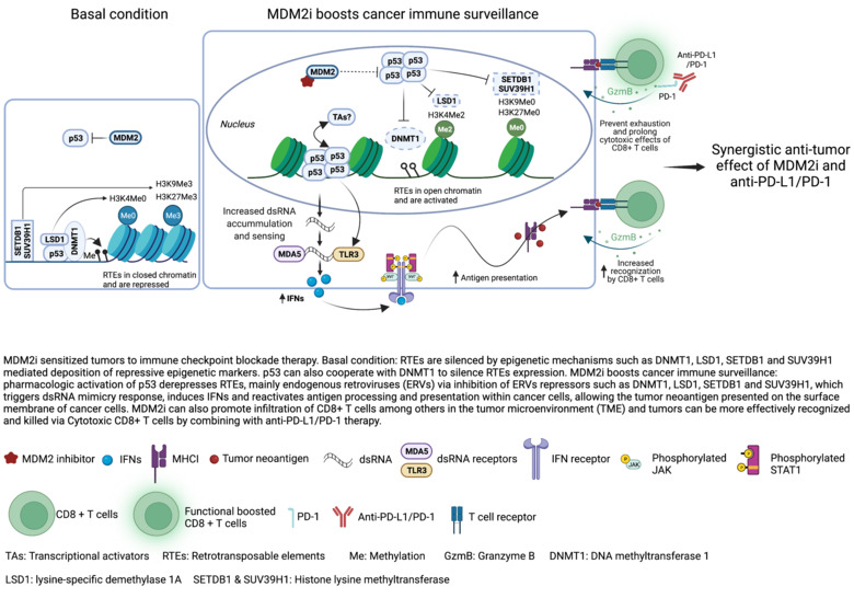 Figure illustrating MDM2 inhibitors sensitize tumors to Immune checkpoint blockade.