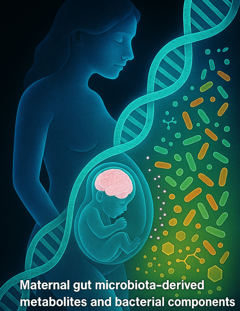 Genetic susceptibility, environmental exposures and early life microbiota derived signals work together to influence fetal brain development and contribute to differences in neurodevelopmental outcomes.