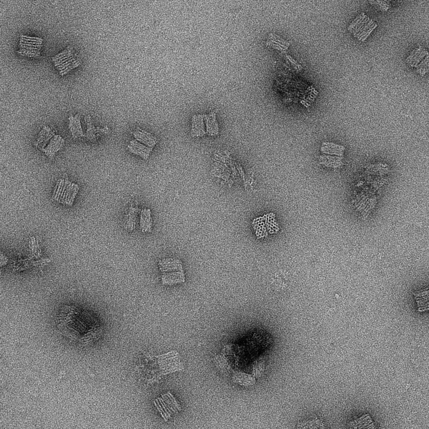 Negative stain EM of DNA origami, collected at the 3D-EM Core Facility.