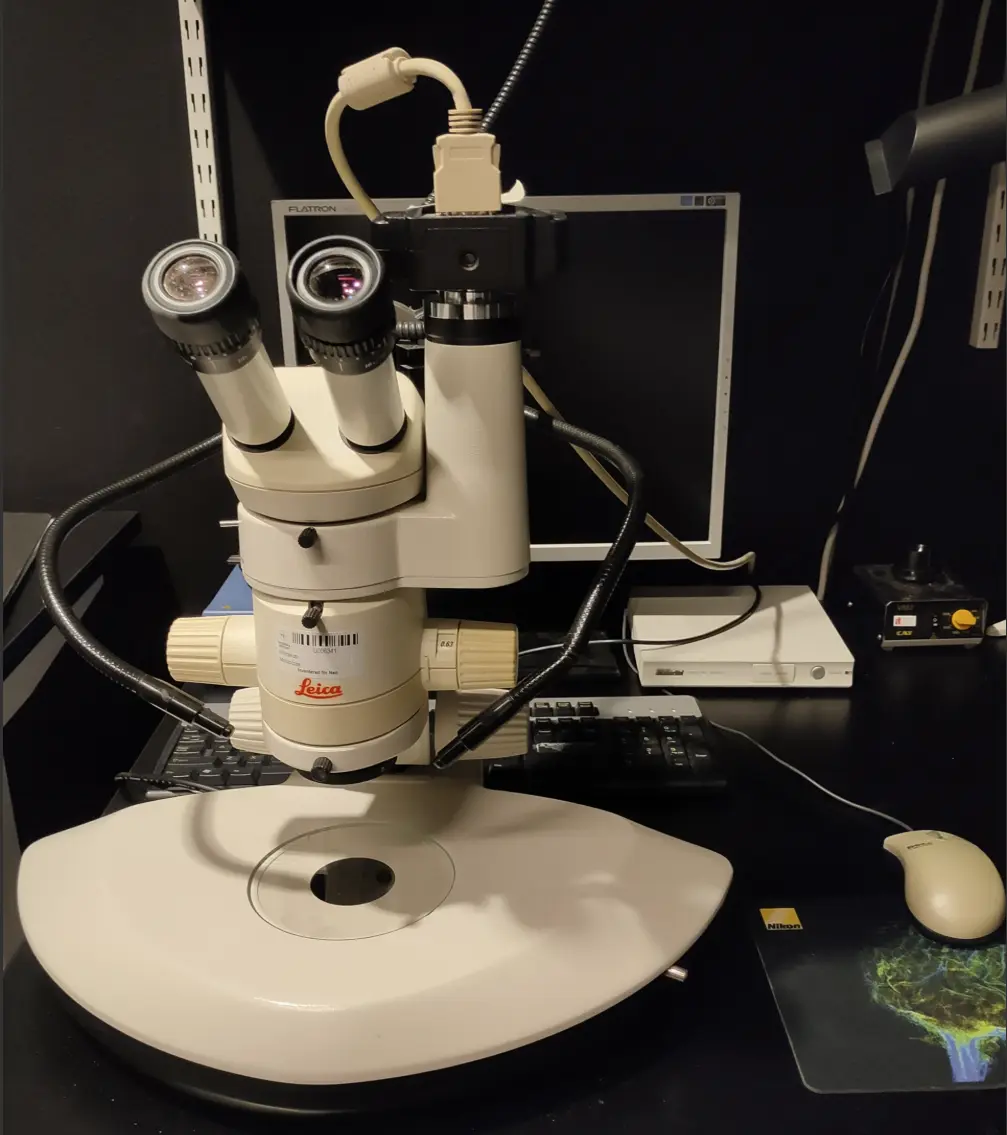 Stereomicroscope