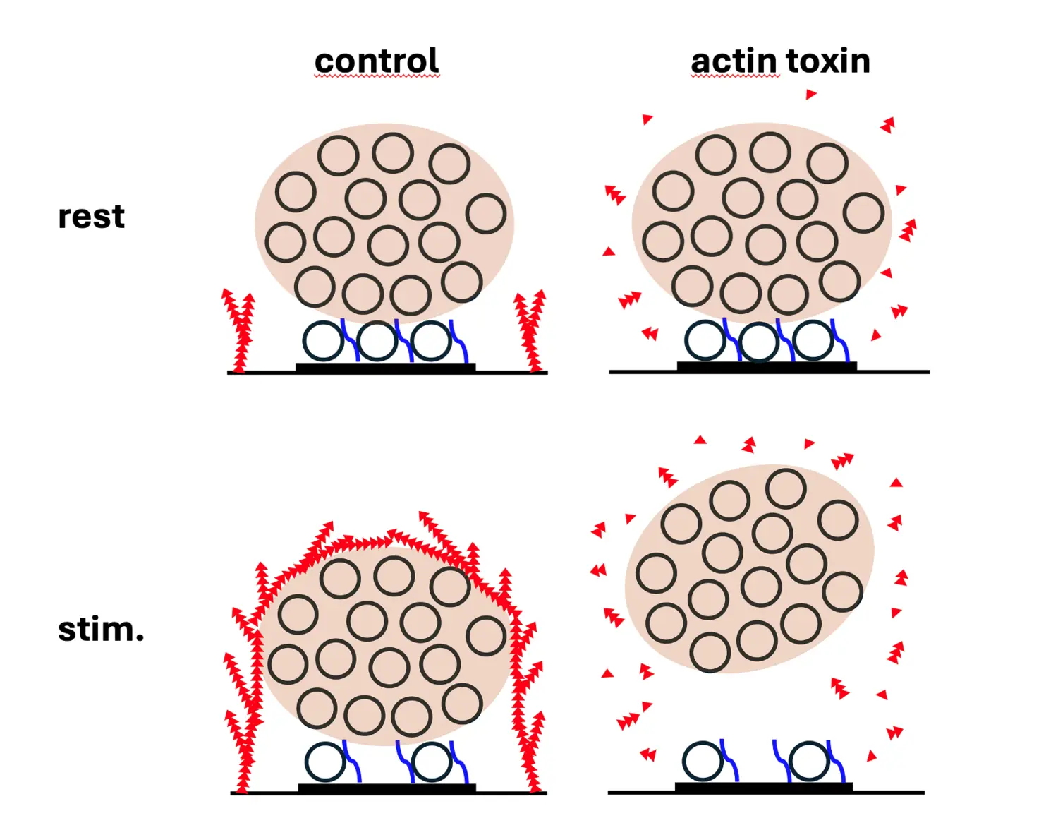 Synaptic activity triggers the formation of an actin cage that encapsulates the synaptic vesicle cluster. Disruption of this cage leads to the detachment of the cluster from the release site. These findings explain how the synaptic vesicle liquid phase ca