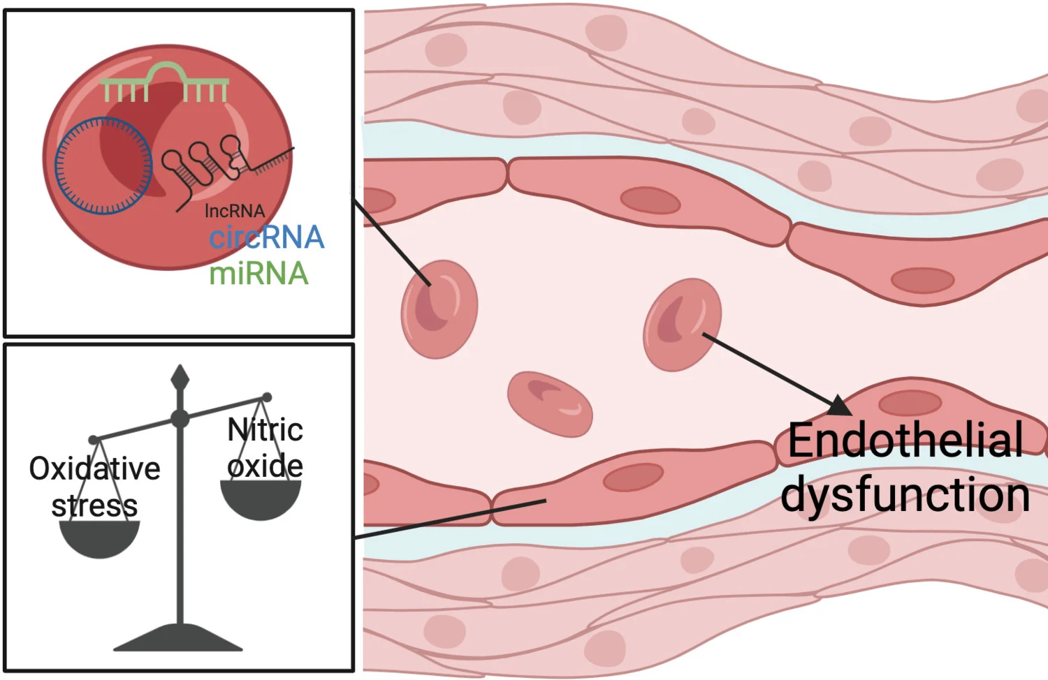 Red blood cells have emerged as important mediators of endothelial dysfunction in various cardiometabolic diseases. Red blood cells contain diverse and abundant non-coding RNAs including microRNA, long non-coding RNAs and circular RNAs, whose functions re