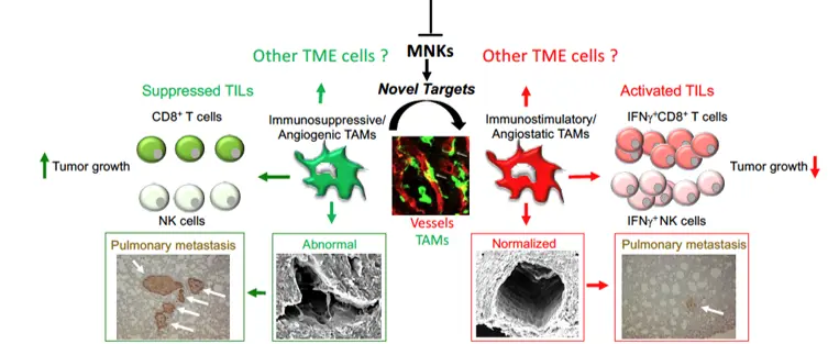 Schematic illustration of tumor associated macrophages in the tumor microenvironment.