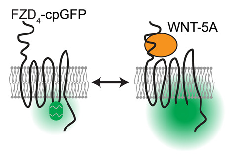 An illustration from the text Schihada et al. 2021