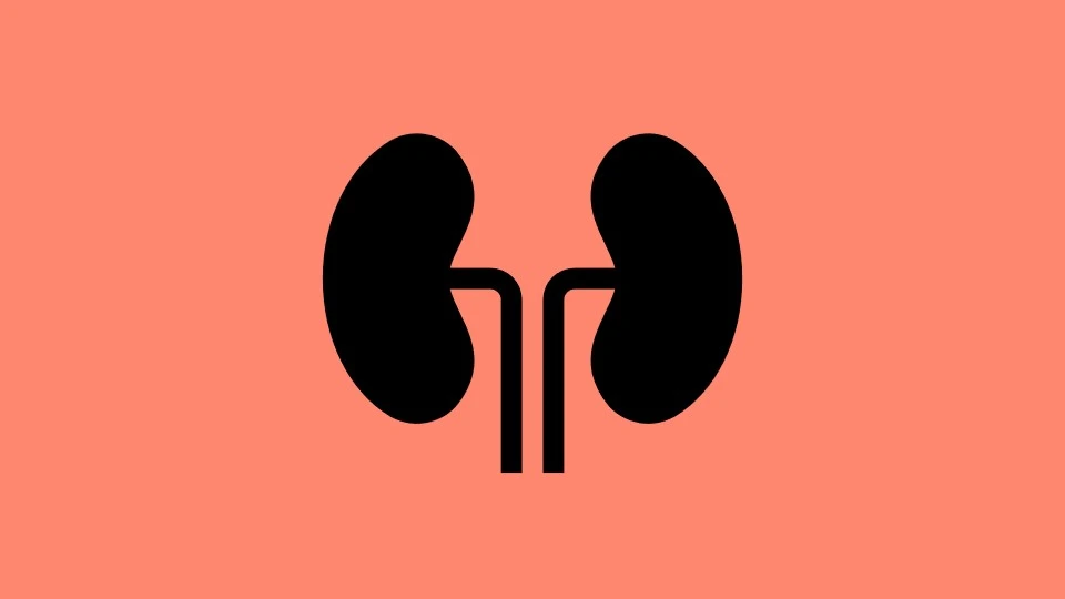 Icon of kidneys on orange background.