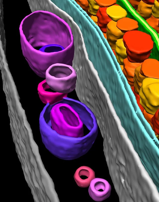 In situ cryo-electron tomography of the algal chloroplast. 2015, Engel et al.