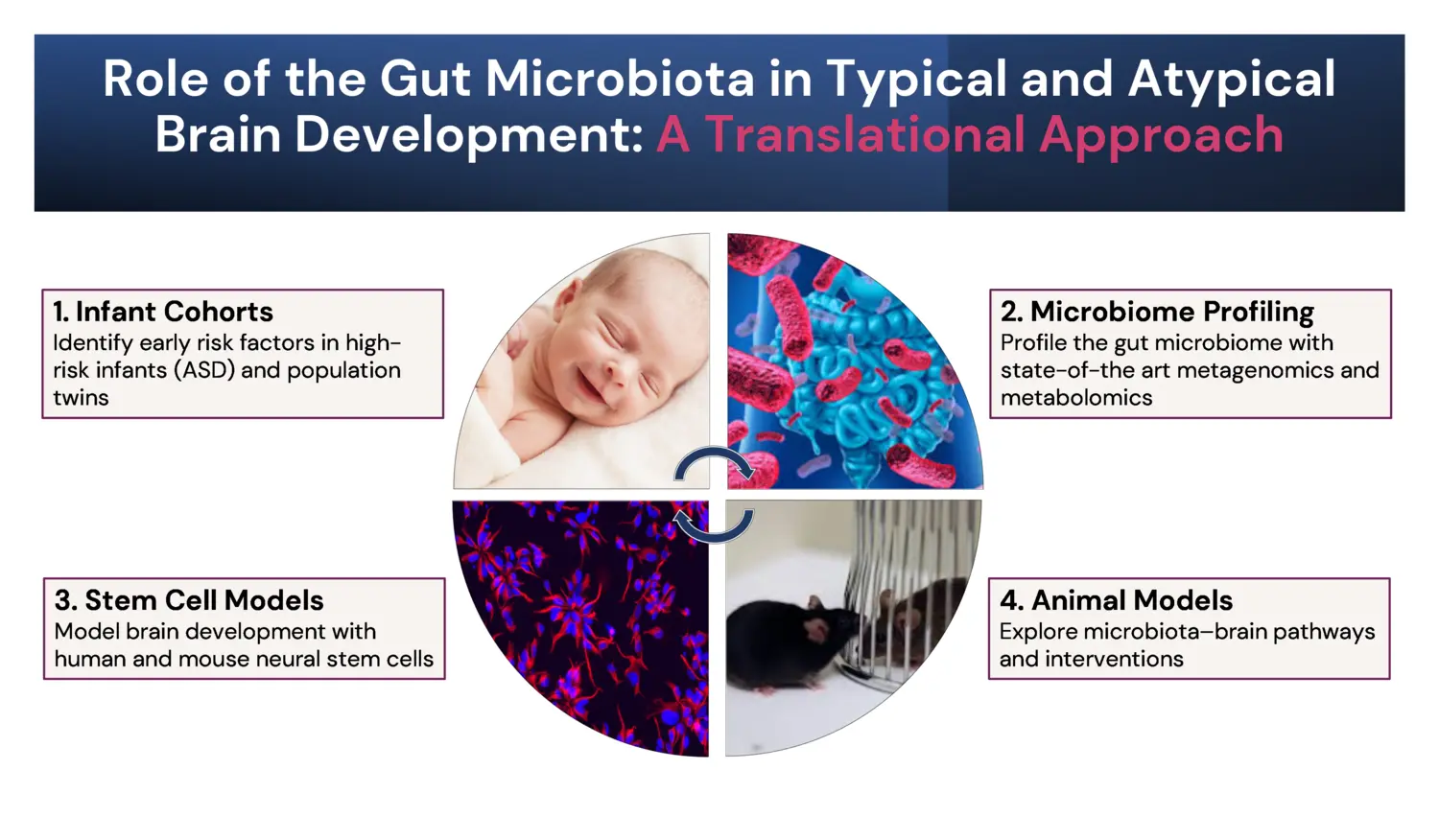 bild med olika komponenter som beskriver Tarmflorans roll i typisk och atypisk hjärnutveckling