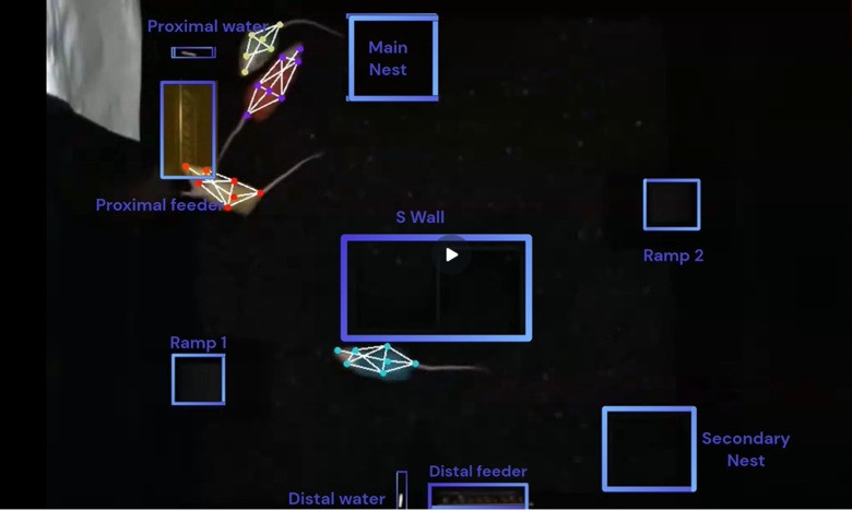 Animated film showing behaviour and moving patterns of mice.