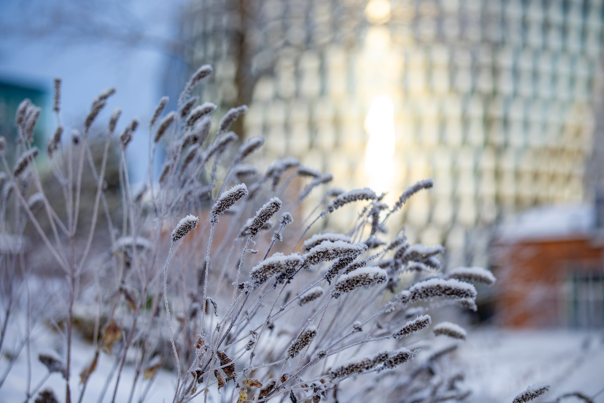 Winter landscape at Solna Campus